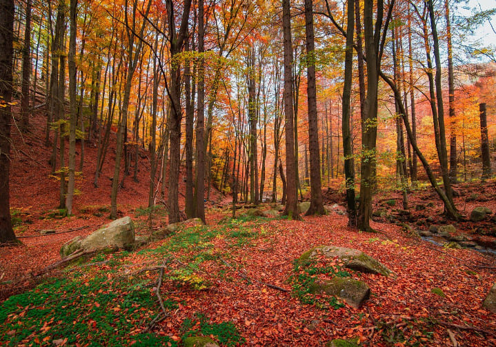 La conjunción de Neptuno con el Medio Cielo muestra mucha empatía y preocupación por casi todo.